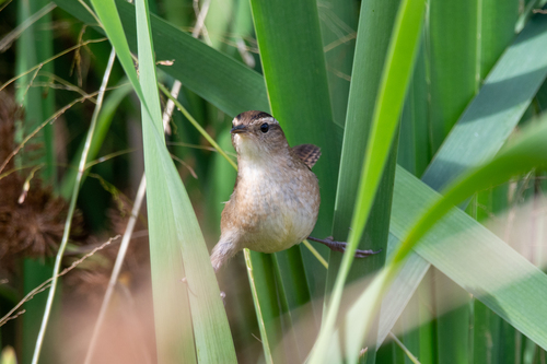 Marsh Wren