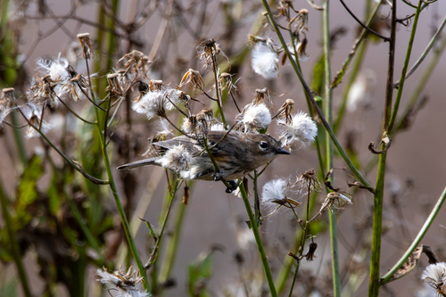 Yellow-rumped Warbler