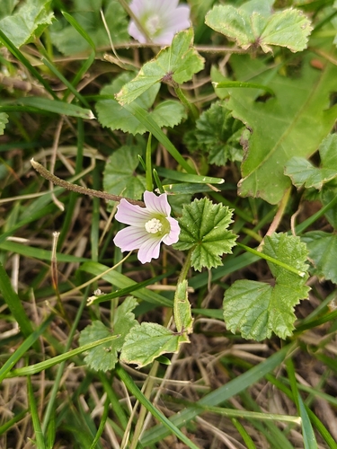 dwarf mallow