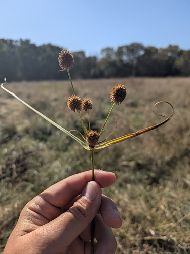 Globe Flatsedge