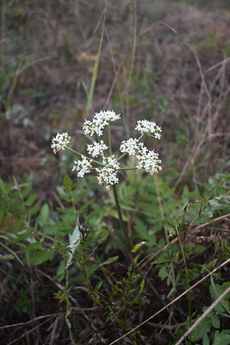 Broad-leaved Spignel