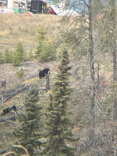 Black Bear sighting near Division No. 16