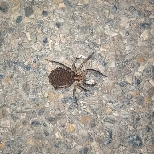 Radiated Wolf Spider