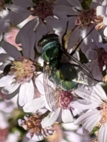Common European Greenbottle Fly