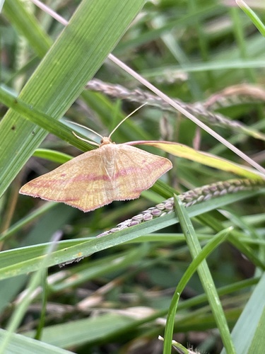 Chickweed Geometer Moth