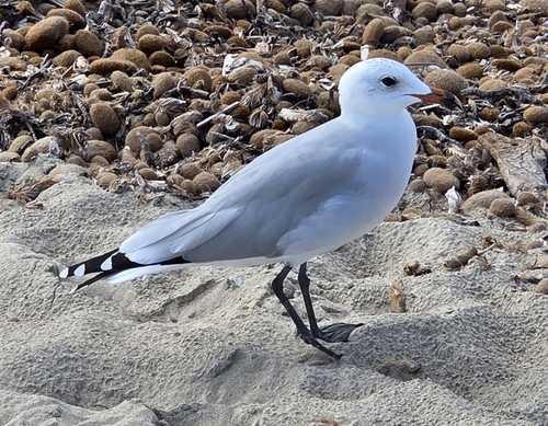 Audouin's Gull