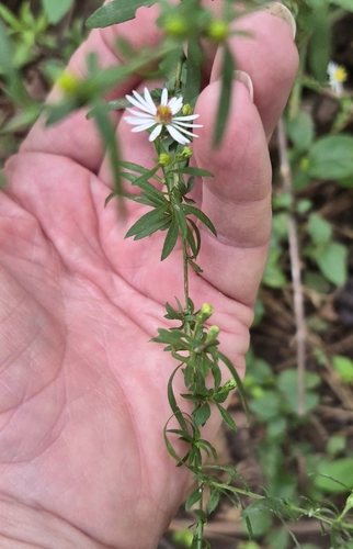 Small White Aster