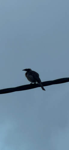 Helmeted Friarbird