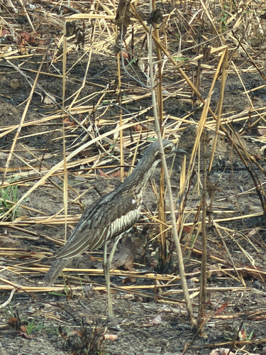 Bush Stone-curlew