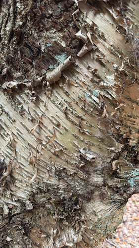yellow birch