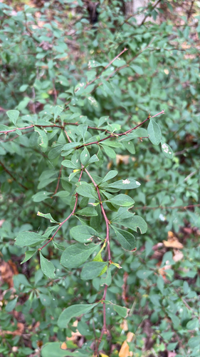 Japanese barberry