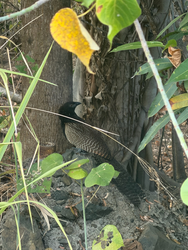 Pheasant Coucal