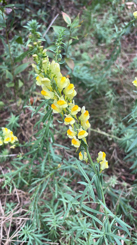 common toadflax