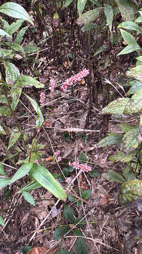 low smartweed