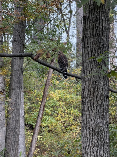 Red-shouldered Hawk