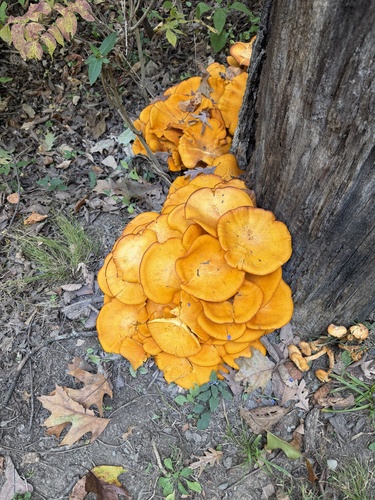 Eastern American jack-o'-lantern