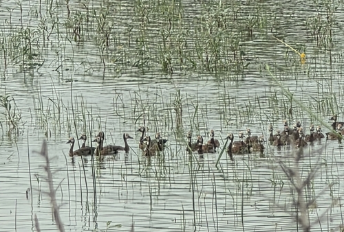 White-faced Whistling-Duck