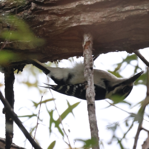 Hairy Woodpecker observed by meelzmalady