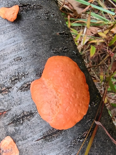 Northern Cinnabar Polypore