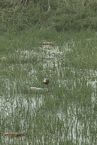 African Jacana