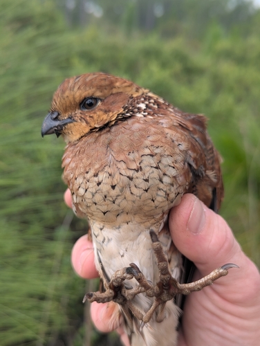 Northern Bobwhite observed by cmiller357