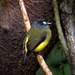 Ornate Flycatcher - Photo (c) Juan Alejandro Guerrero Cupacán, all rights reserved