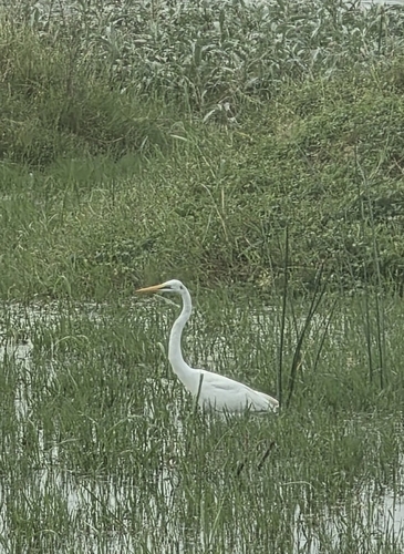 Great Egret
