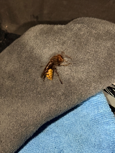 European Hornet