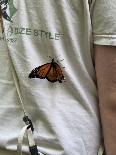 Monarch