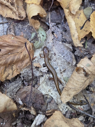 Northern Two-lined Salamander