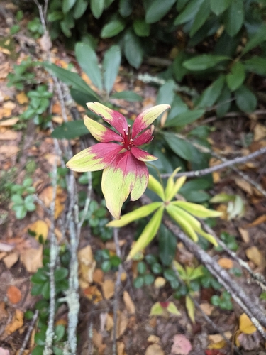 Cucumber Root