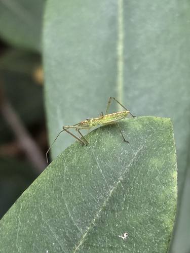 Pale Green Assassin Bug