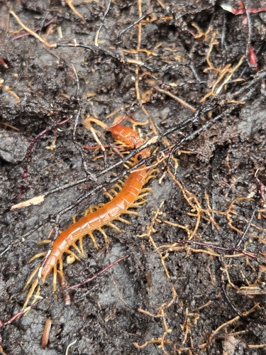 Eastern Red Centipede