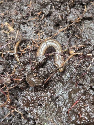 Allegheny Mountain Dusky Salamander