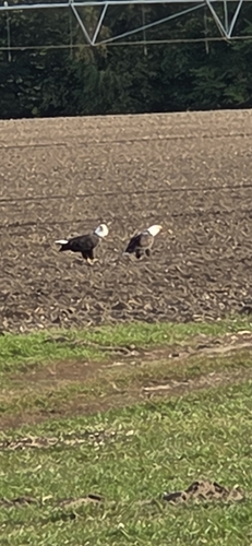 Bald Eagle