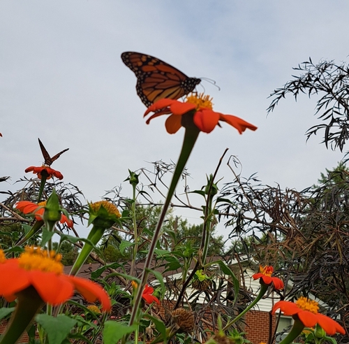 Monarch