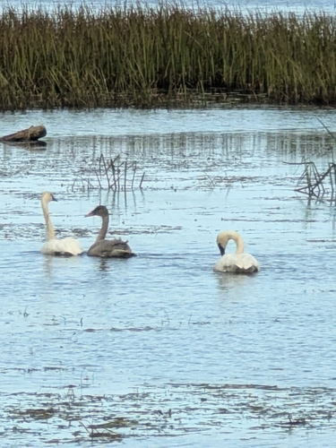 Trumpeter Swan