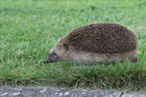 Common Hedgehog