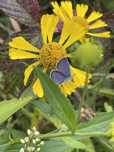 Eastern Tailed-Blue