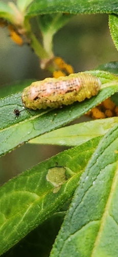 Short-tailed Aphideater