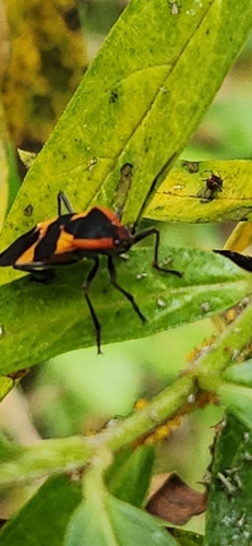 Large Milkweed Bug