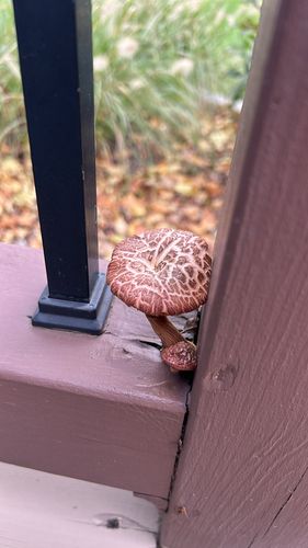 Yellow-gilled Gymnopilus