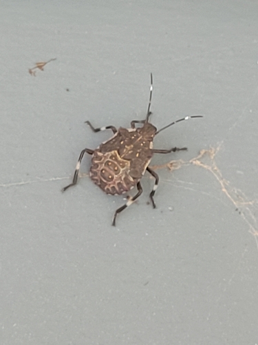 Brown Marmorated Stink Bug