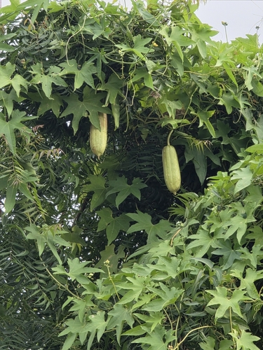 Sponge Gourd