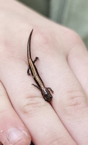 Eastern Red-backed Salamander