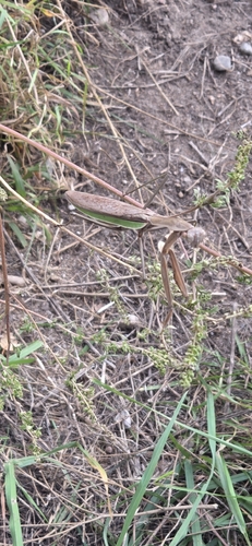 Chinese Mantis