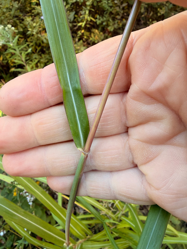 Silvergrasses