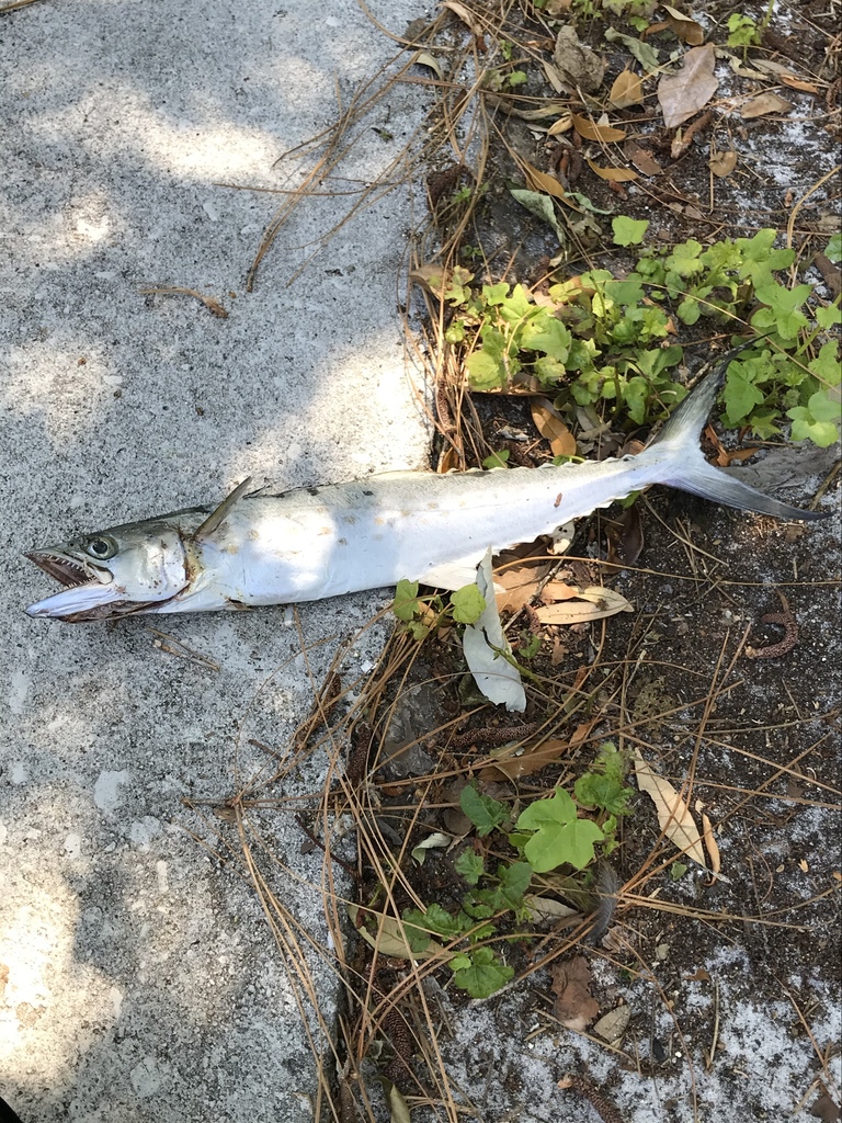 Atlantic Spanish Mackerel from Debidue Island, Myrtle Beach, SC, US on