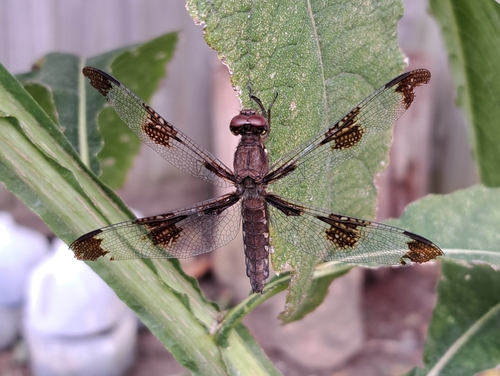 Common Whitetail