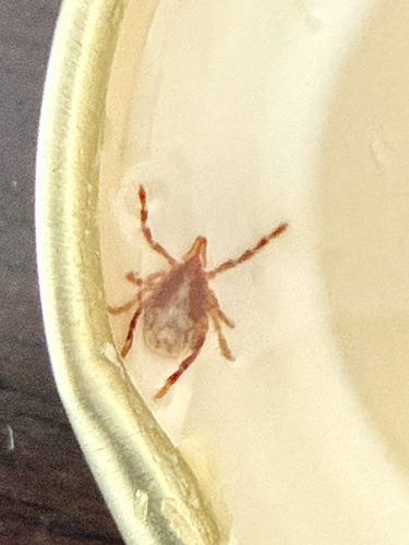 Australian Paralysis Tick